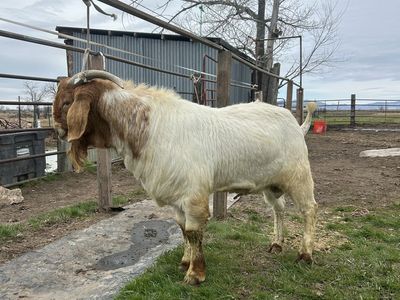 Boer Goat
