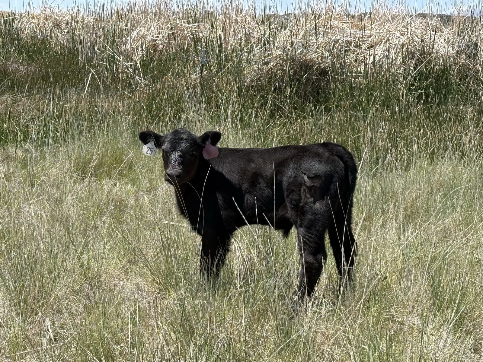Black angus Month old bottle steer calf