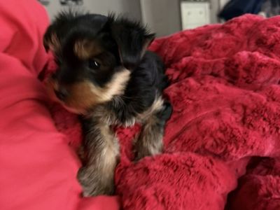 Yorkie Puppy
