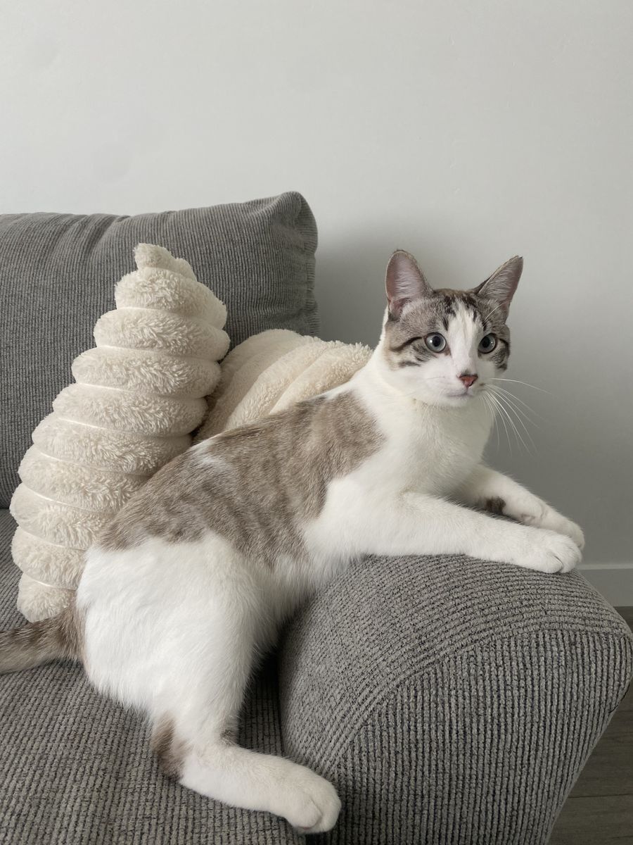 Cat named Jinx