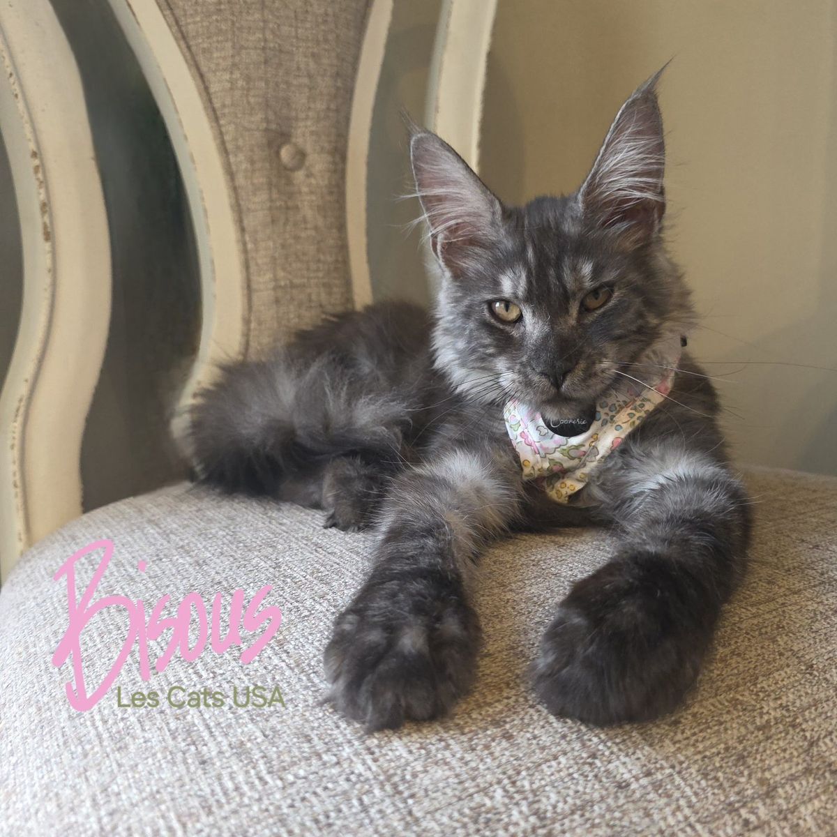 Maine Coon Kitten, Black Smoke,  Female, Bisous