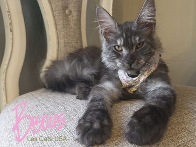 Maine Coon Kitten, Black Smoke, Female, Bisous