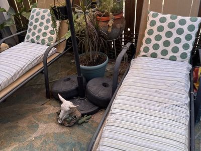 Pair of Used Outdoor Lounge Chairs with Cushions - Slight Tear