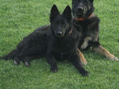 1 Year old Female German Shepherd