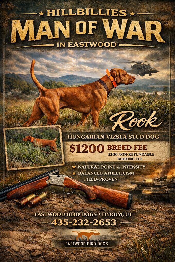 Hungarian Vizsla Studs