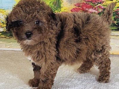 Girl Strawberry – Micro Goldendoodle ($2000)