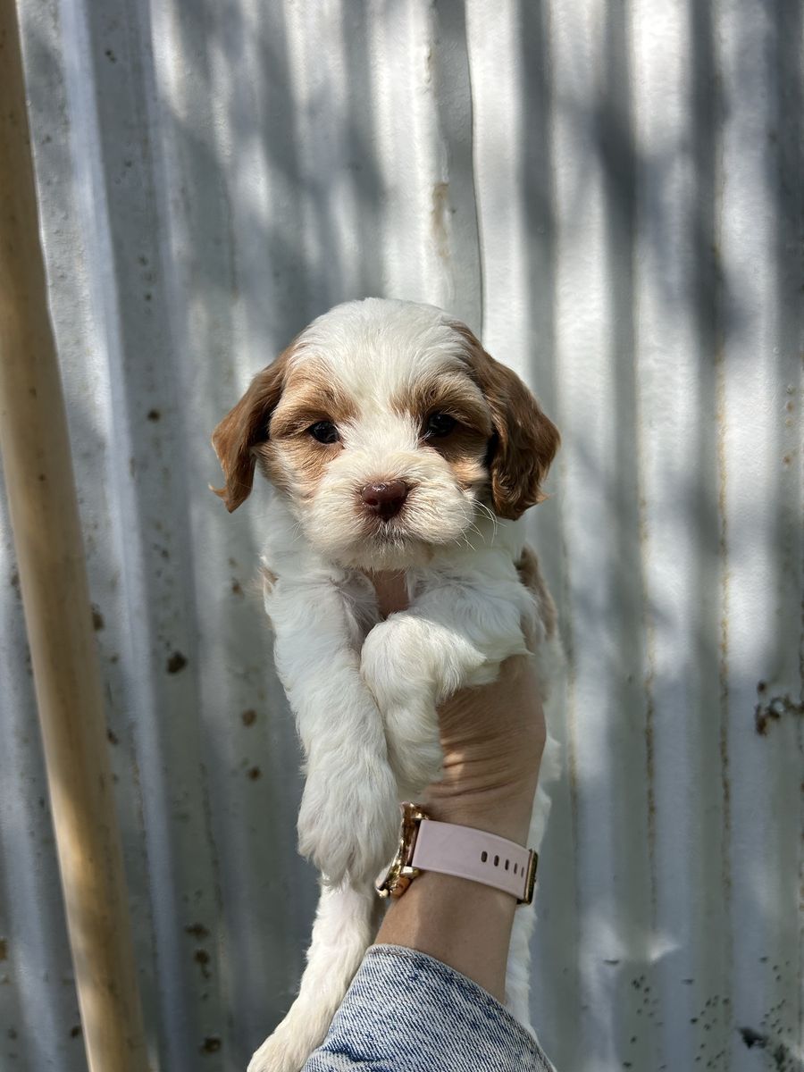 F1 Cavapoo MALE