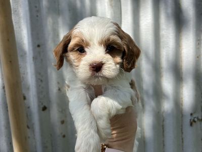 F1 Cavapoo MALE