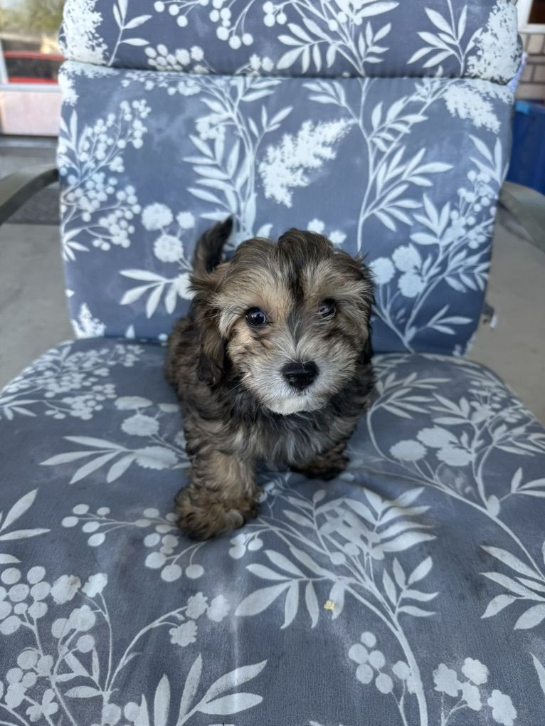 Maltipoo Puppies