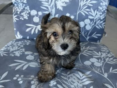 Maltipoo Puppies