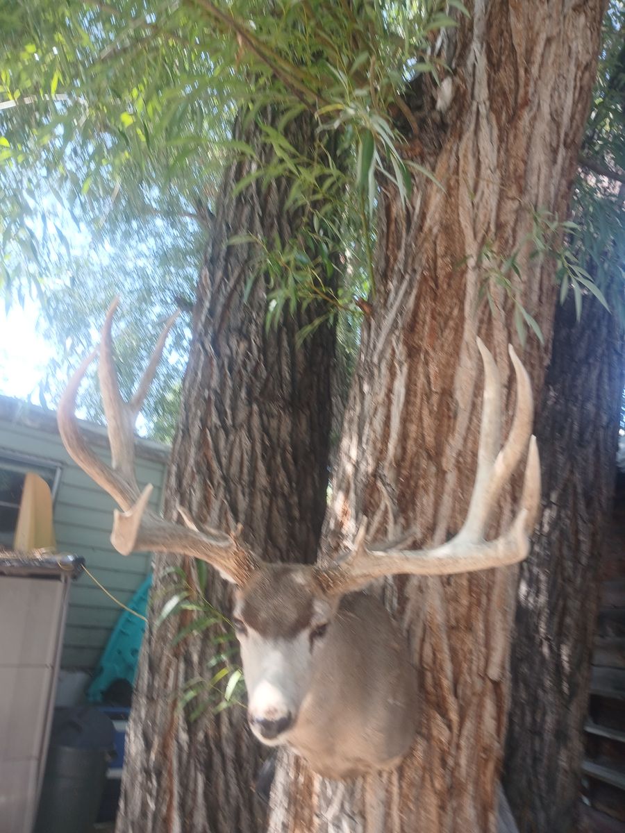 HUGE  183 MULEDEER MOUNT 31 WIDE