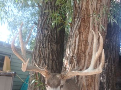 HUGE 183 MULEDEER MOUNT 31 WIDE
