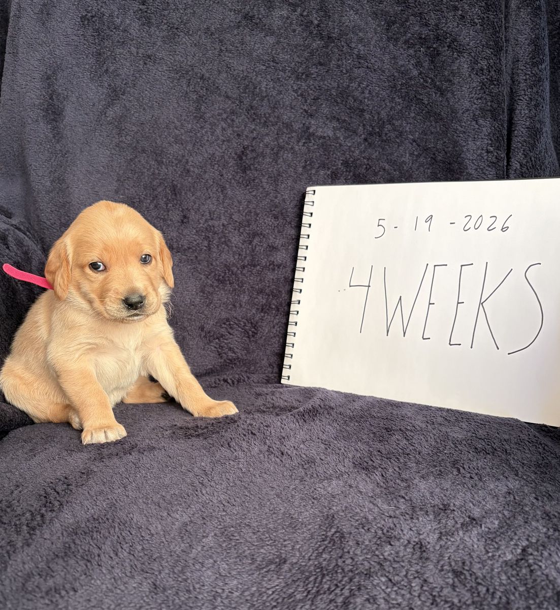Goldador (Golden Retriever/Labrador Mix) Puppies