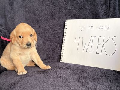Goldador (Golden Retriever/Labrador Mix) Puppies