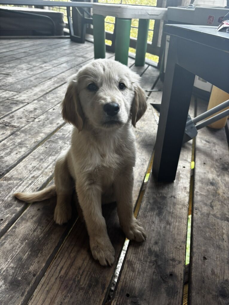 alc english cream golden retriever puppy