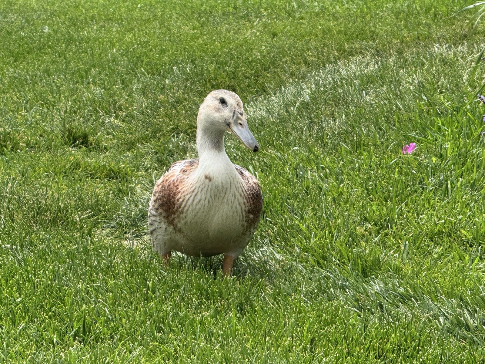 Breeding Pair of Golden Appleyards
