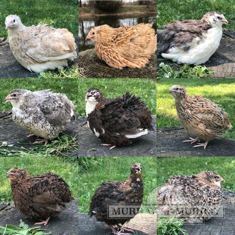  assorted color standard coturnix quail 