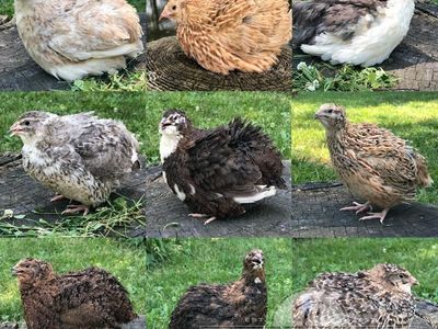assorted color standard coturnix quail