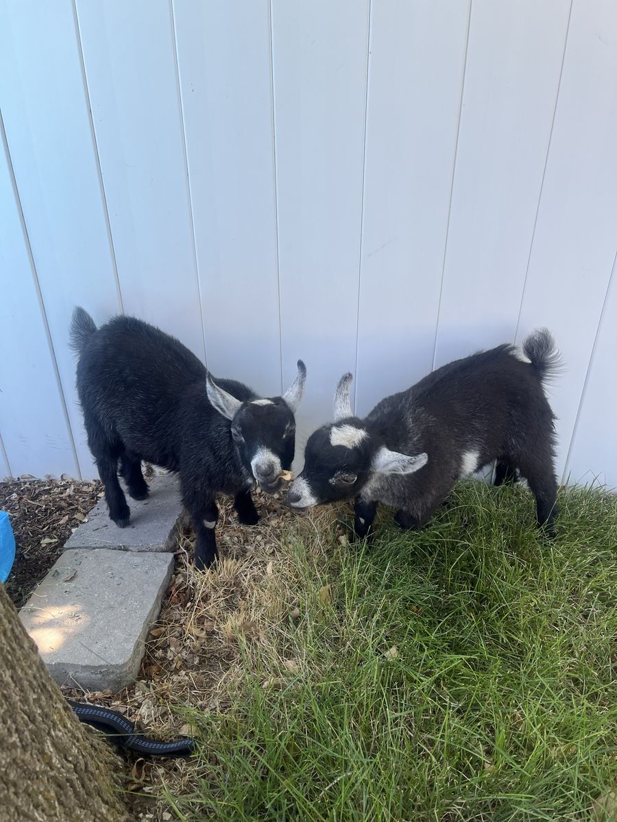 Nigerian Dwarf Goats - Two Young Goats Ready for a New Home!