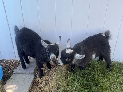 Nigerian Dwarf Goats - Two Young Goats Ready for a New Home!