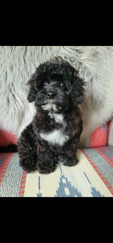 Adorable Black toy poodle/cavalier Puppy - Male, Hypoallergenic, Ready for New Home!