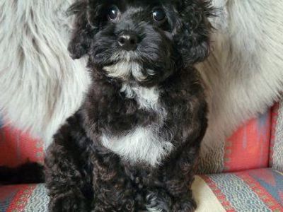 Adorable Black toy poodle/cavalier Puppy - Male, Hypoallergenic, Ready for New Home!
