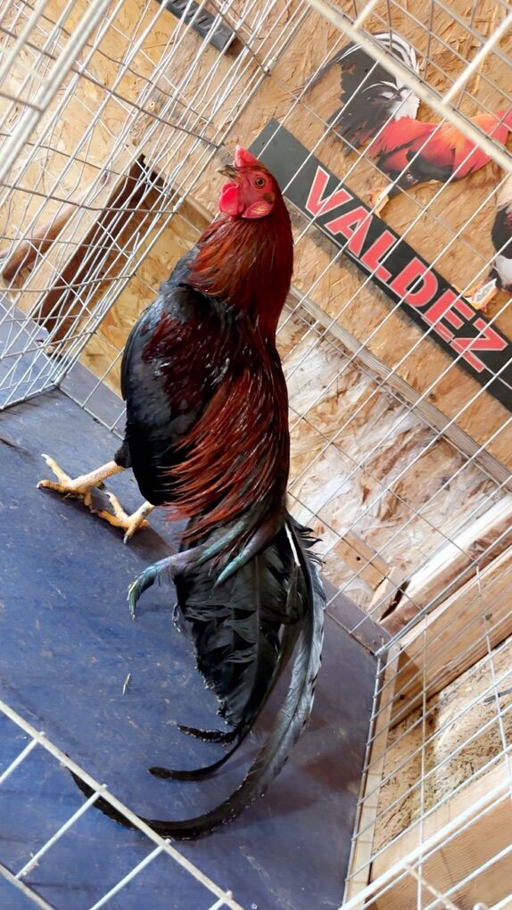 Gamefowl Rooster
