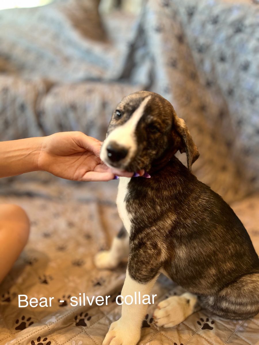 Sweet Great Dane German Shepherd Husky mix puppies looking for their forever homes
