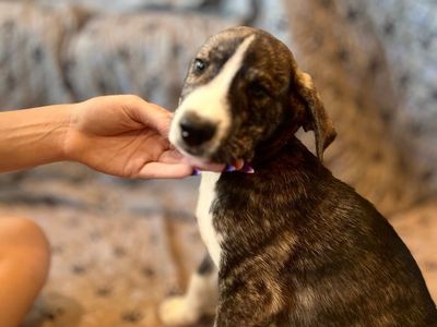 Sweet Great Dane German Shepherd Husky mix puppies looking for their forever homes