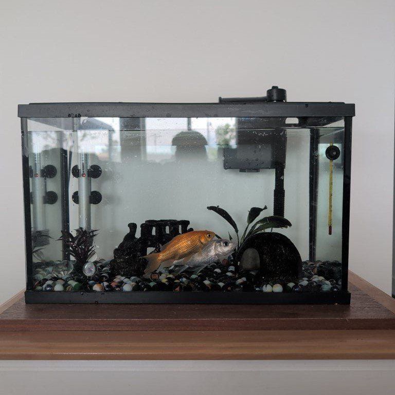 Free: 2 goldfish, tank, food, etc