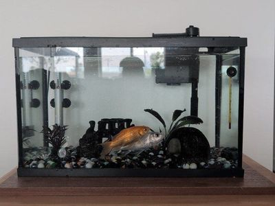 Free: 2 goldfish, tank, food, etc