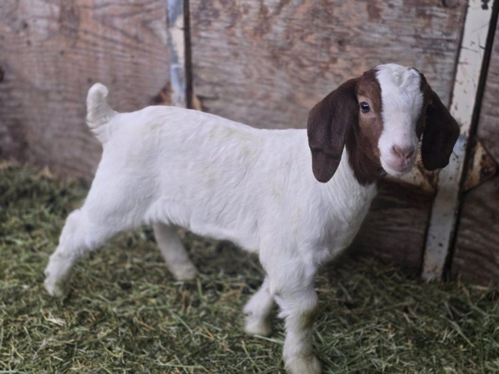 Boar goats looking for new addresses.