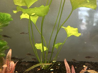 Pygmy Corydoras