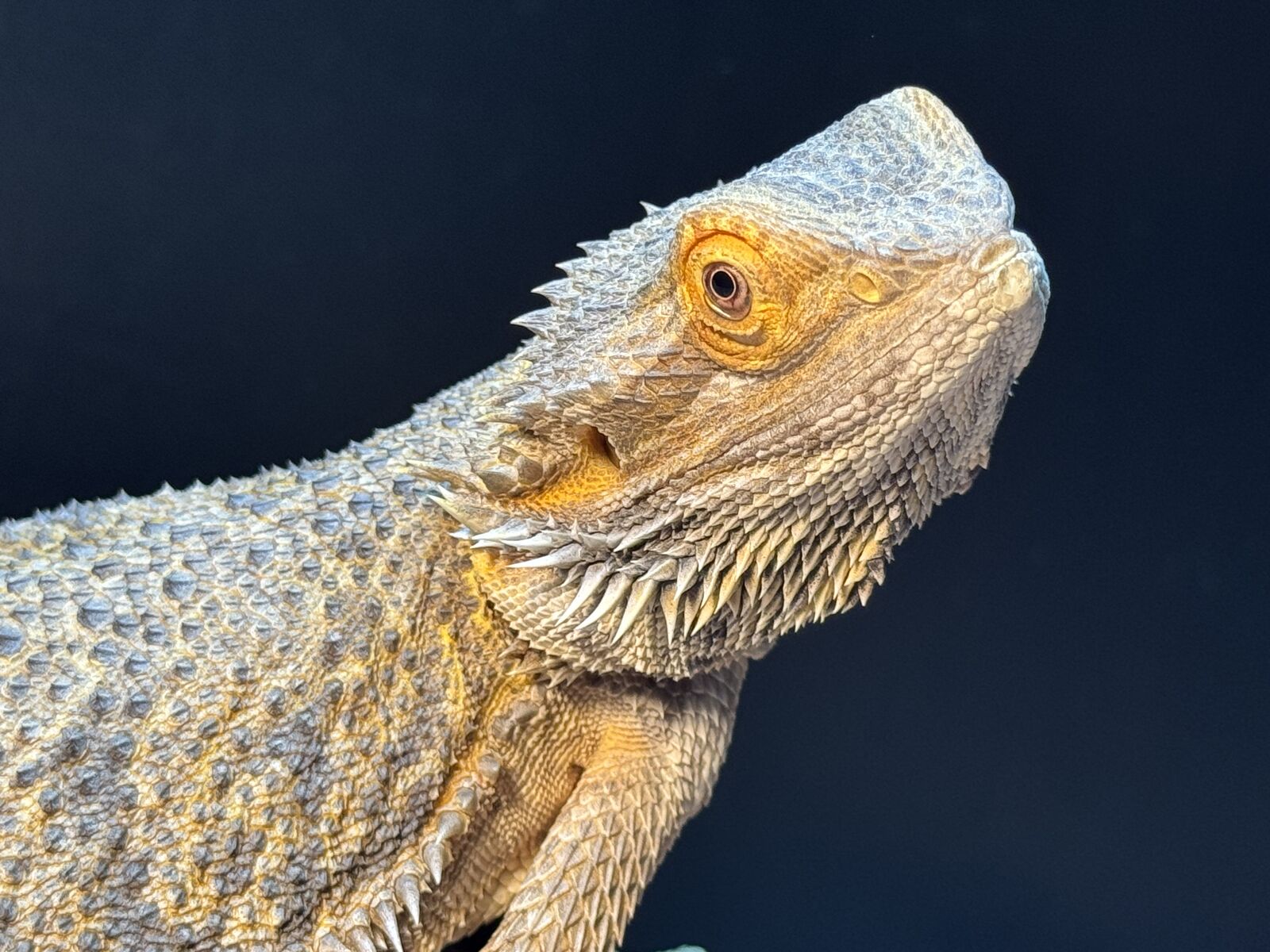 Bearded Dragon For Sale