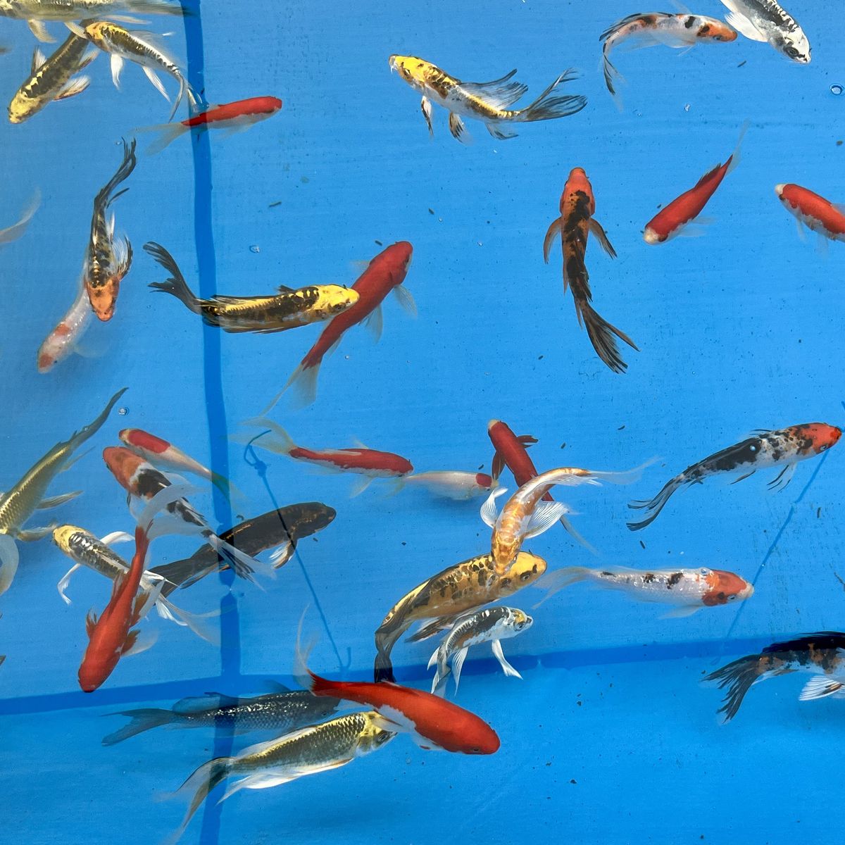 Butterfly Koi Fish, 4-12”