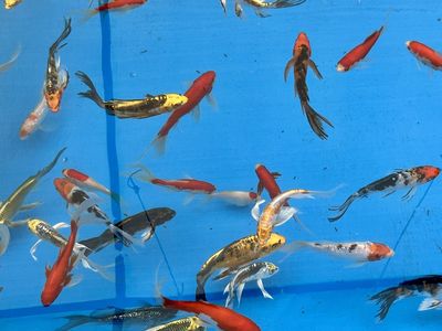 Butterfly Koi Fish, 4-12”