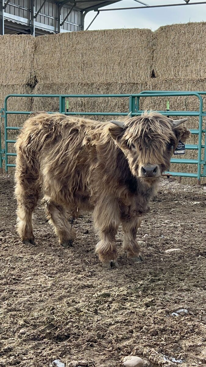 AHCA Registered Bull Prospect