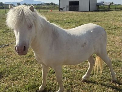 Cremello stallion