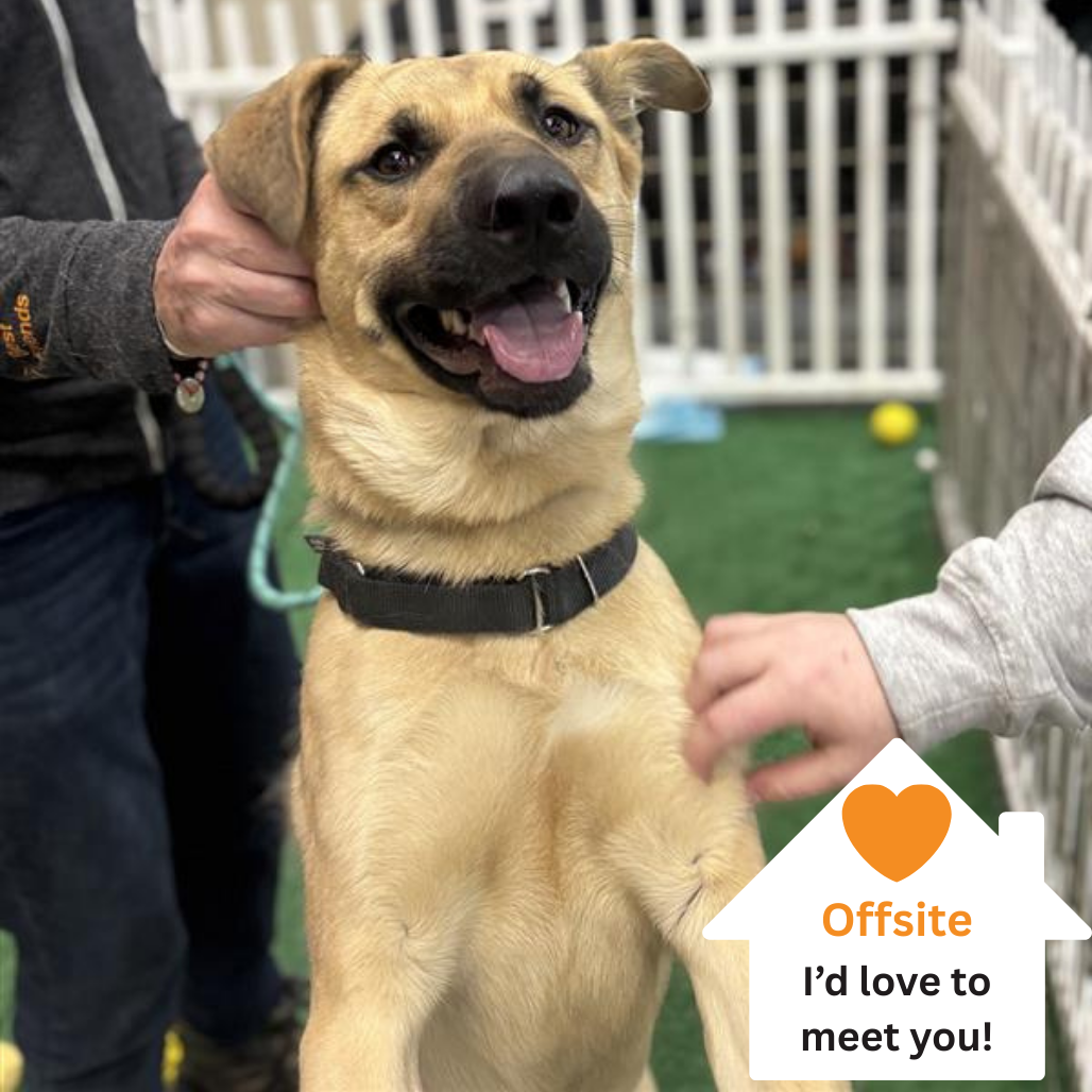 Hello my name is Scooby