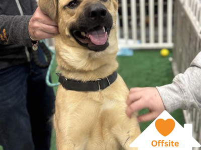 Hello my name is Scooby