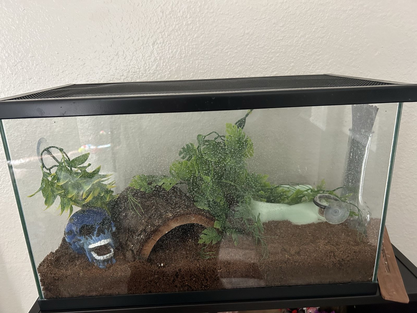 Crested geckos