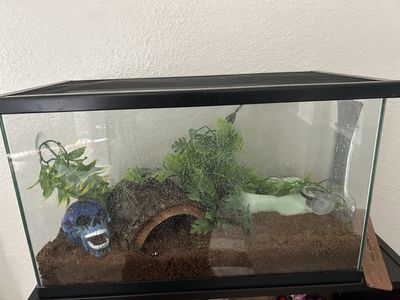 Crested geckos