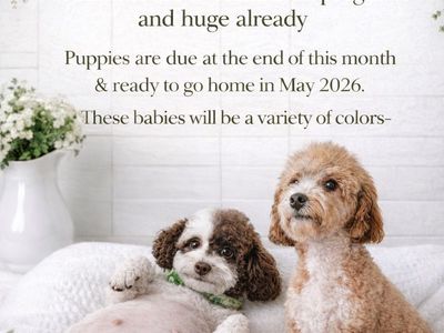 Teddy Bear 🧸 PooChons (bichon - poodles )