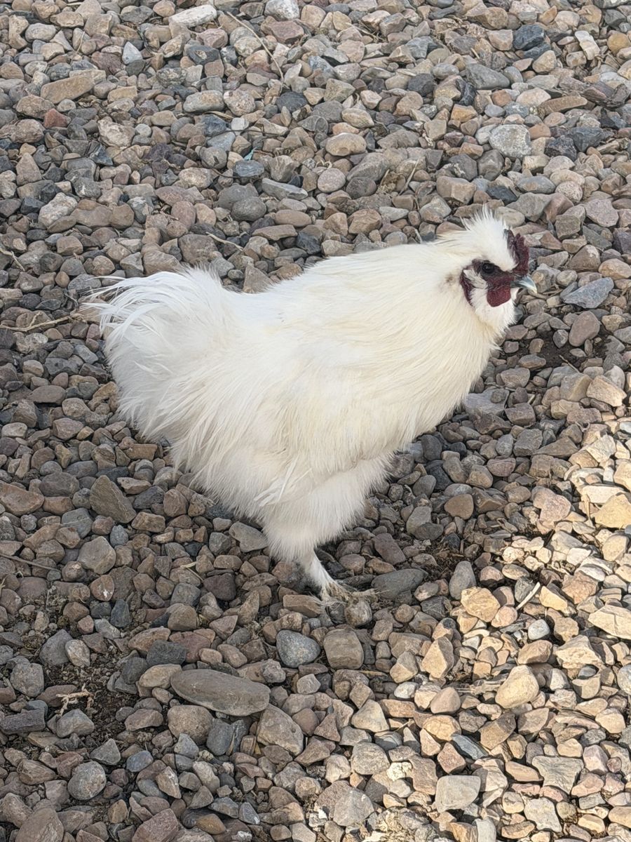 9 Month Old White Silkie Rooster