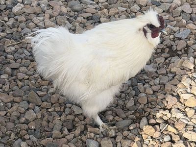 9 Month Old White Silkie Rooster