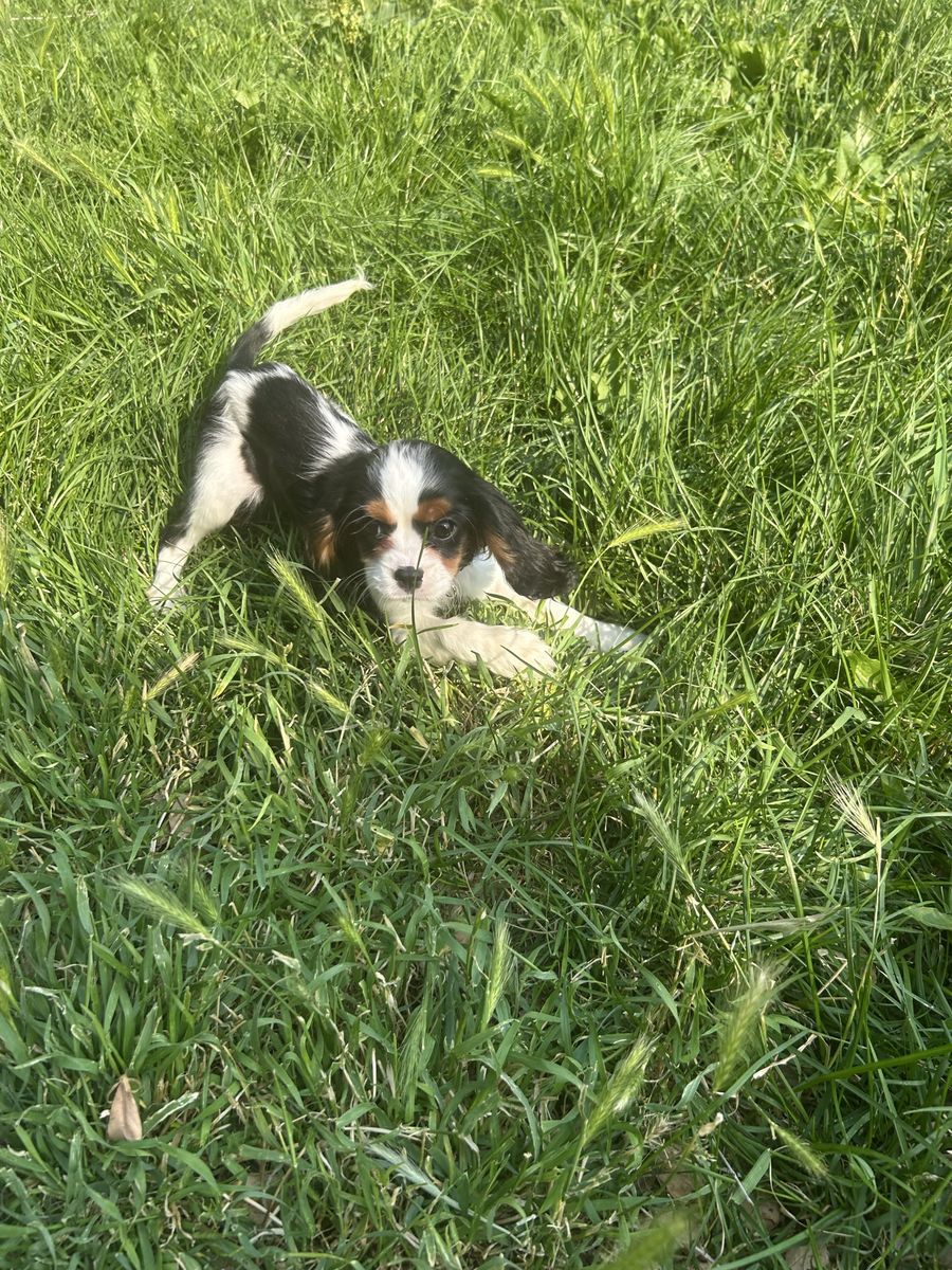 King Charles Cavaliers