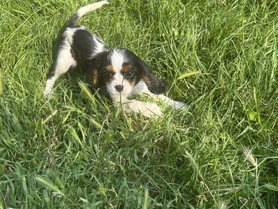 King Charles Cavaliers