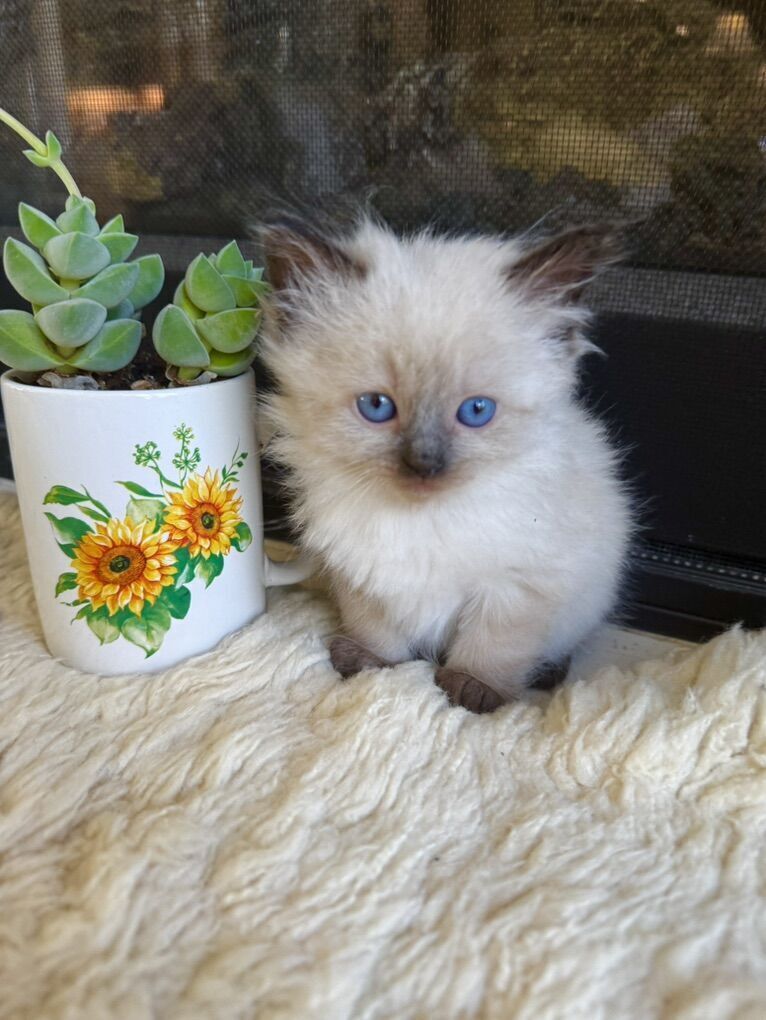 3 TINY PUREBRED RAGDOLL Teacup/size males--SUPER SWEET PUPPYLIKE LOYAL Temperaments. Shed less/less allergenic!
