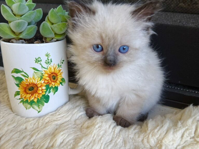 3 TINY PUREBRED RAGDOLL Teacup/size males--SUPER SWEET PUPPYLIKE LOYAL Temperaments. Shed less/less allergenic!