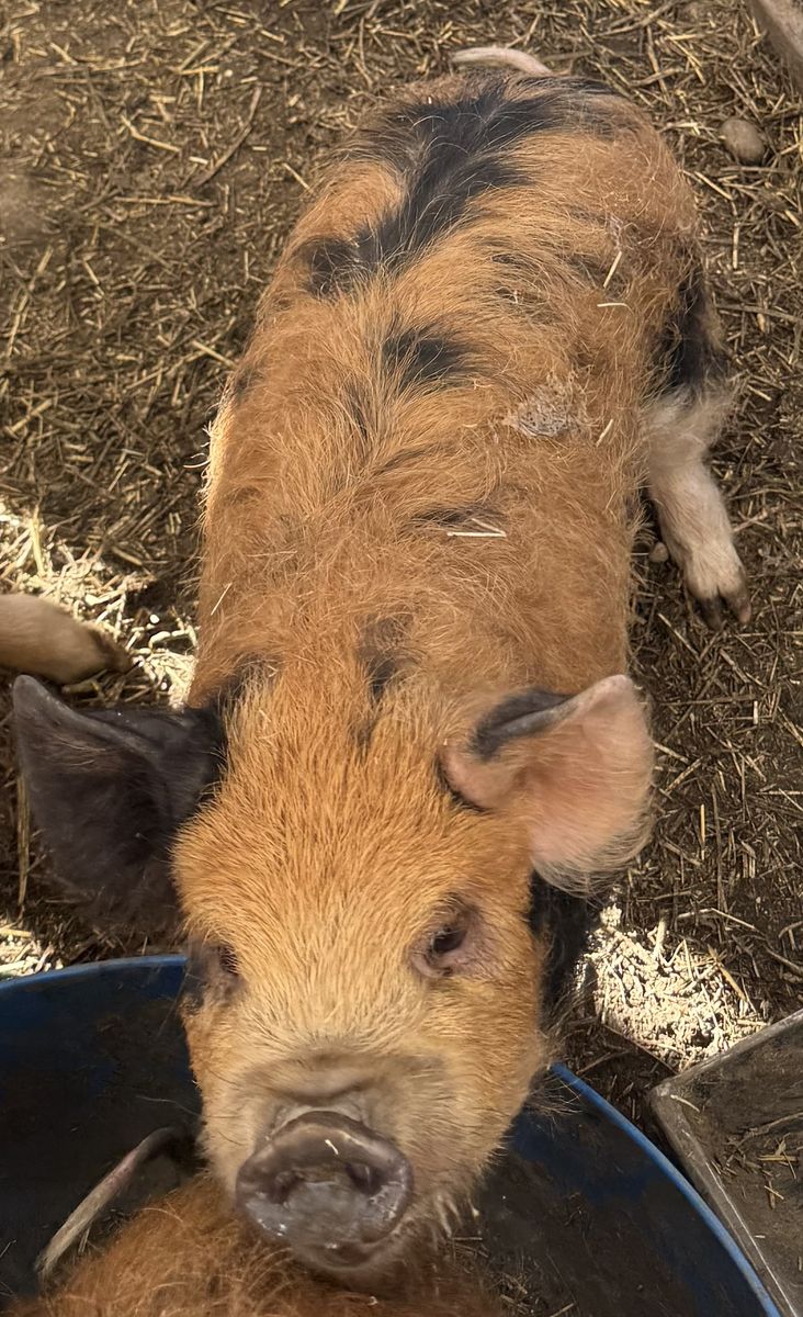 Kunekune Piglets
